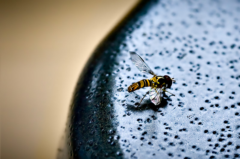 Shadow of a Sweat Bee