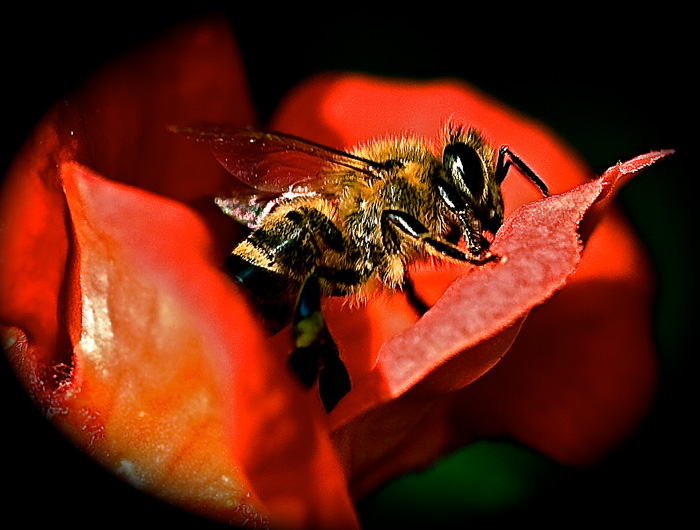 Bee Amazing