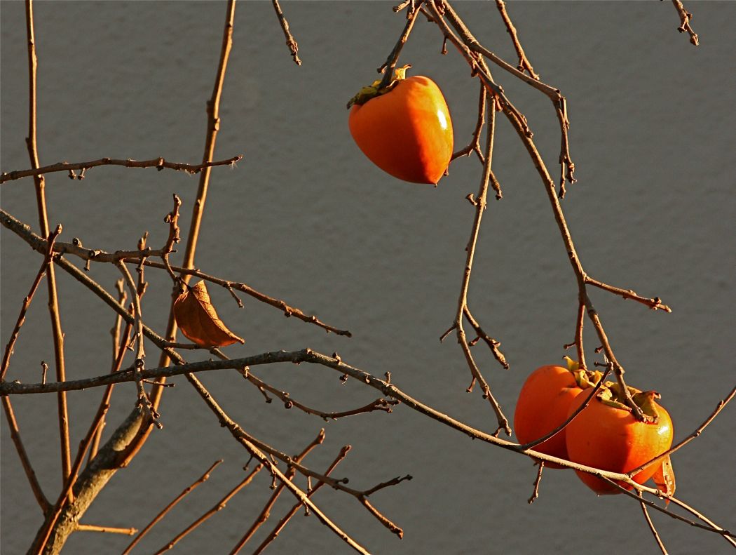 last of season