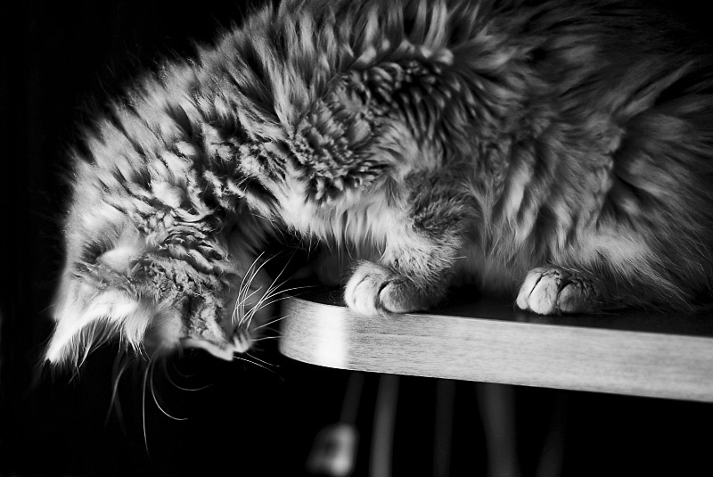 Curious Kitten