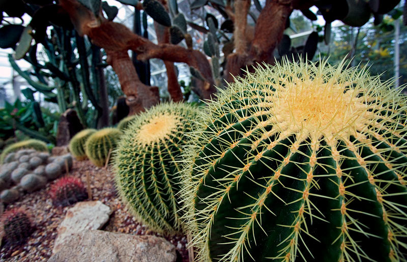 Drought Tolerant Zen