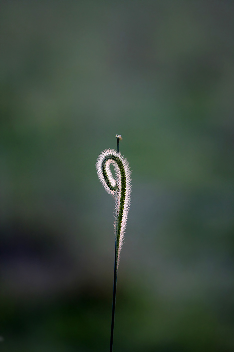 8th (tie) - Grass<br>by Rod