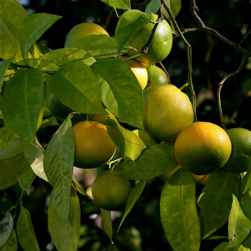 ripening