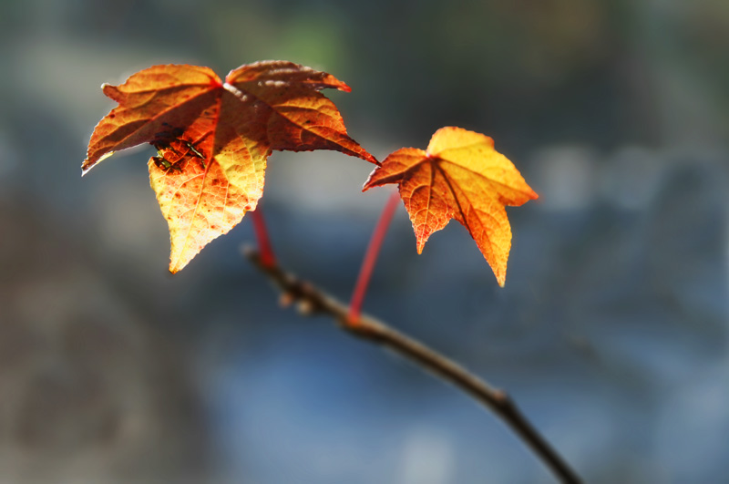 Falls Last Leaves