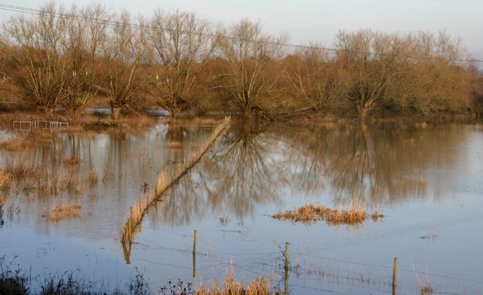 zen of the flooded field