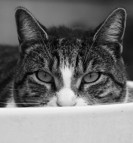 The Stare