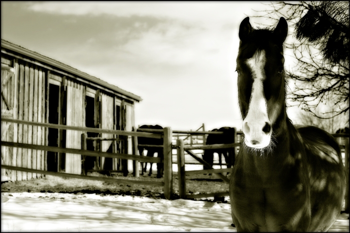 Inquisitive