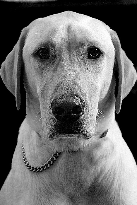 The Dude