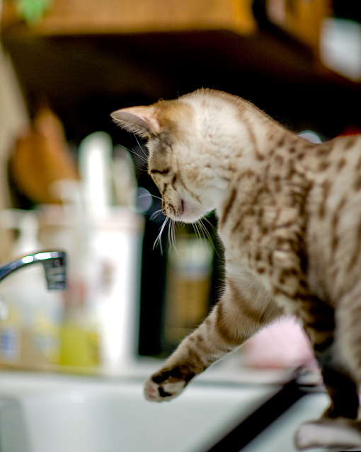 Dishwasher