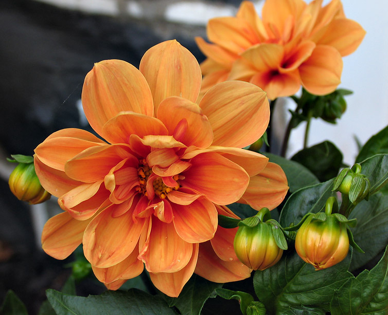 Splash of Orange