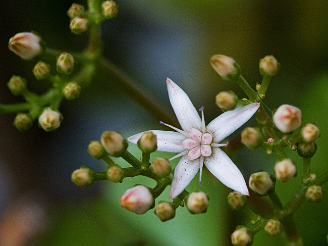 delicate pink