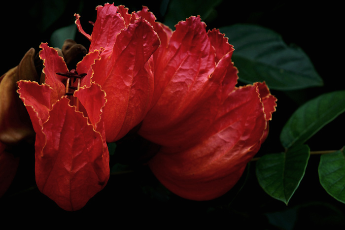 African Tulip