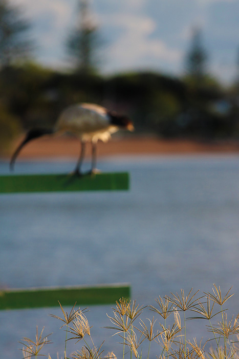 Ibis