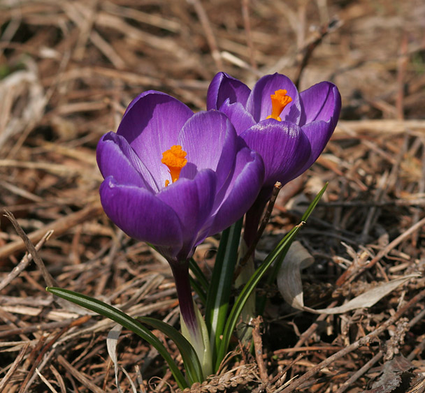 Two