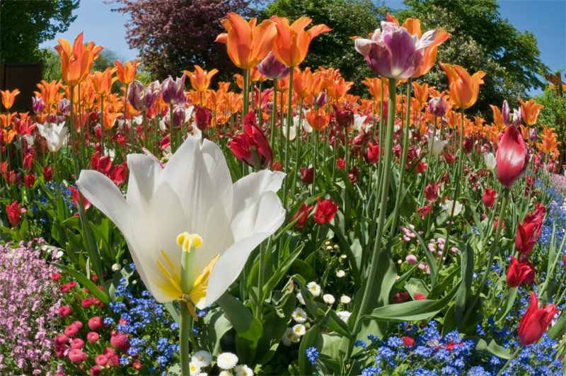 7th - Tip-Toe Through the Tulips by GeraldH