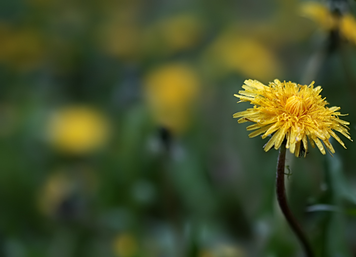 Dandelion 001