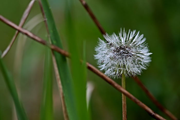 Dandelion 002