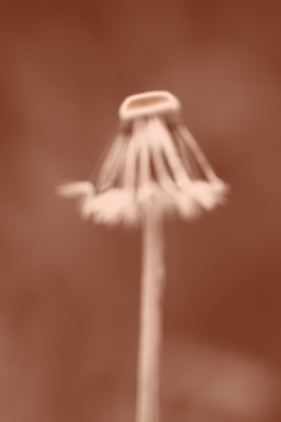 Dandelion 003