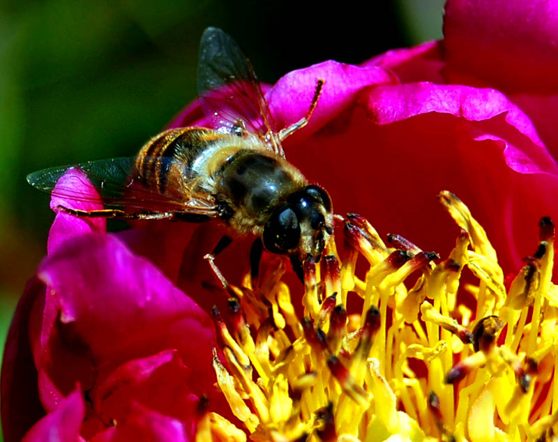 Insect 1