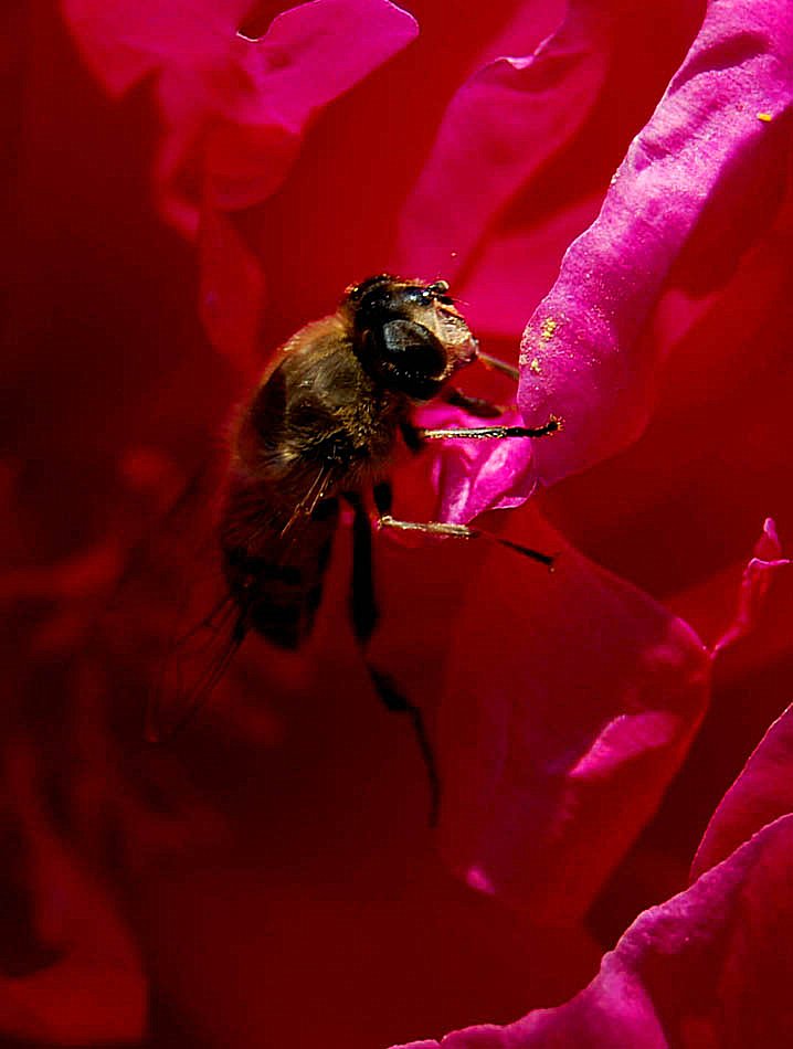 Insect 2