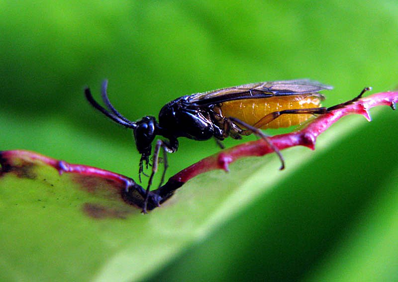Insect 3