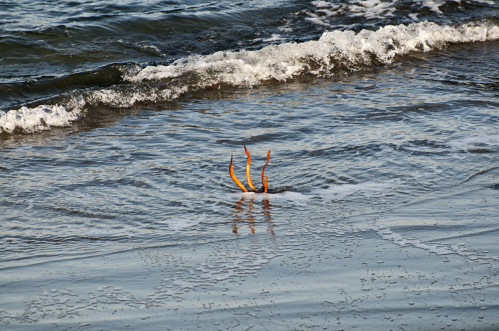 Fingers in the Surf