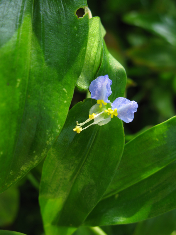 Tiny Blue