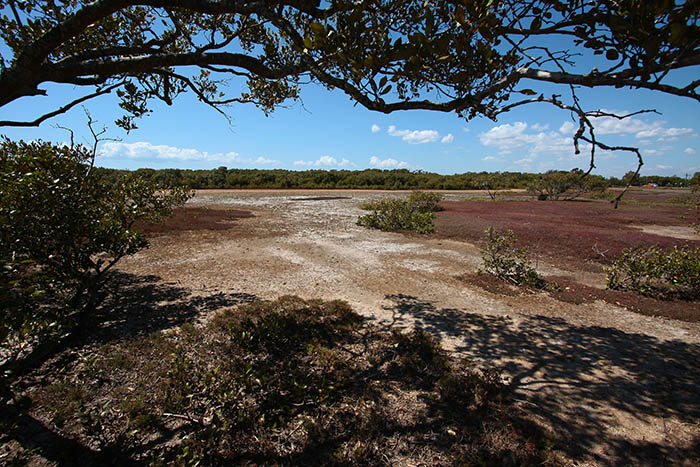 9th Place - Low Tide Mangroves - by Rod
