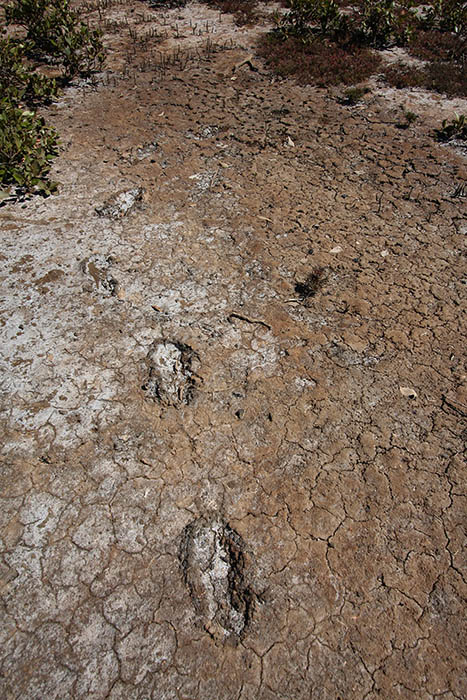 Footprints