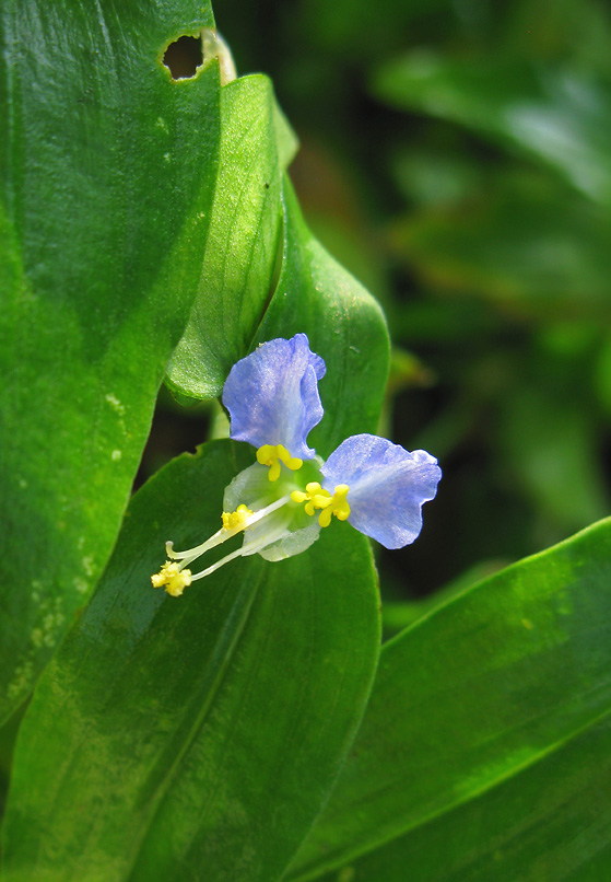 Tiny Blue