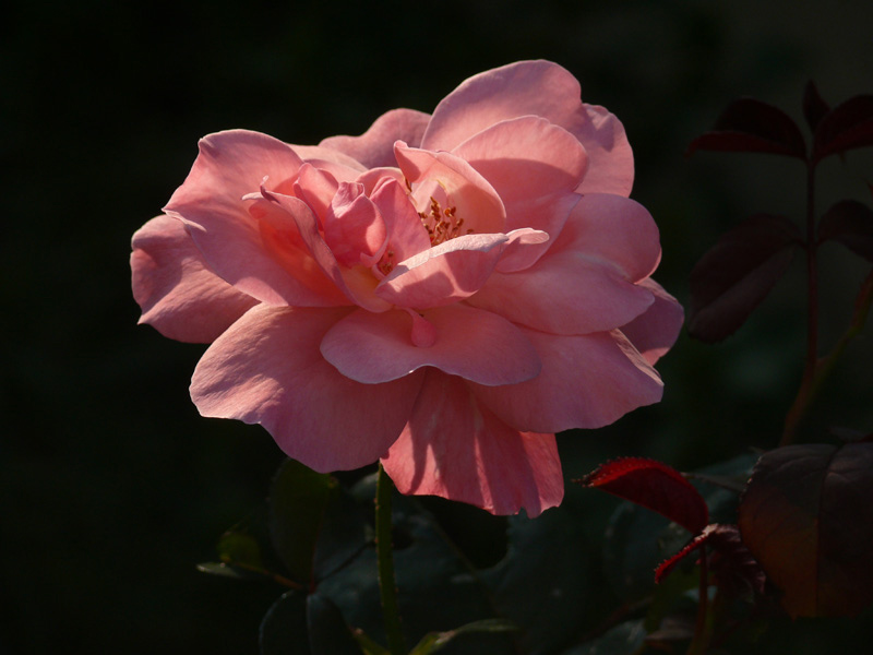 Backlit Beauty