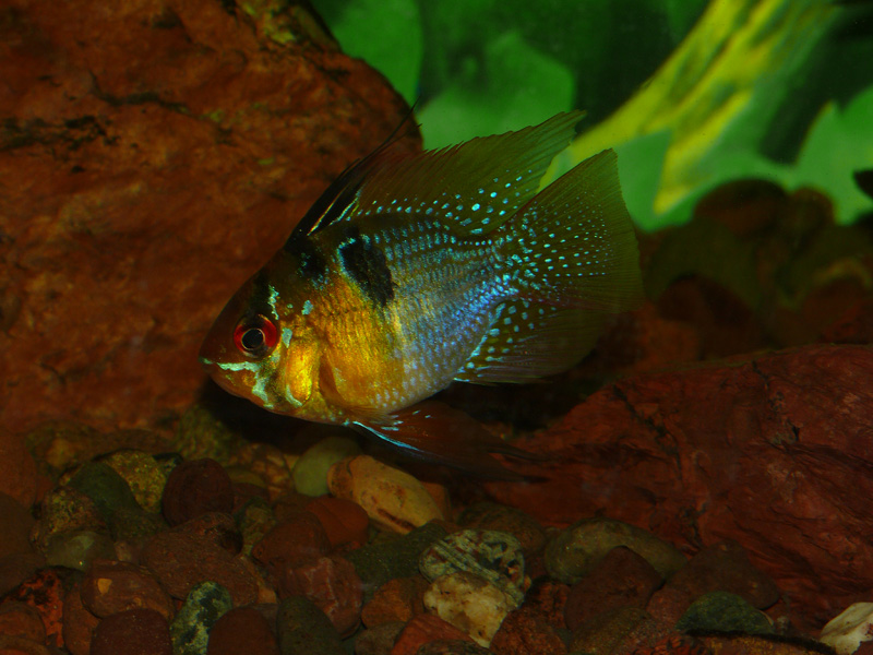 Blue Ram