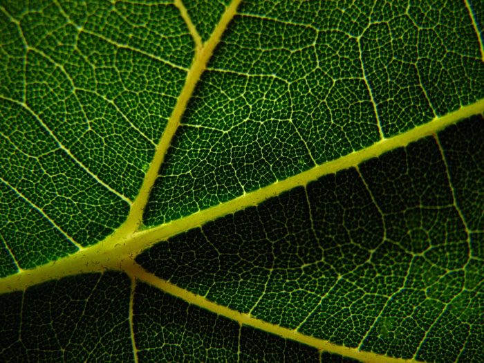 10th Place - Green Leaf - by COAmature