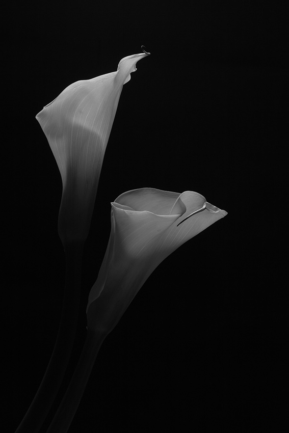 2nd  Place (tie) - Just Two - by Techo