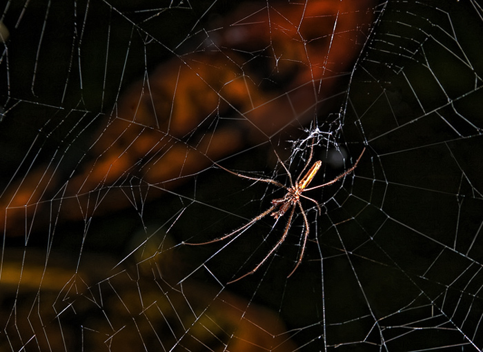 along came a spider