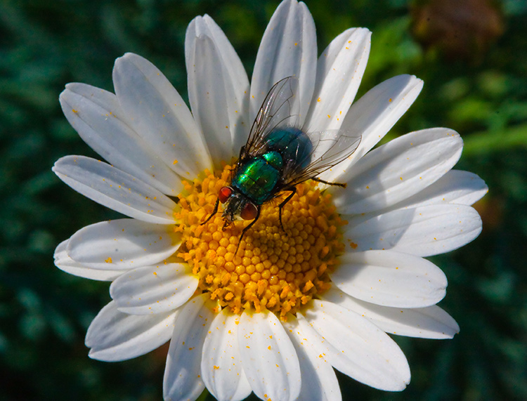the fly