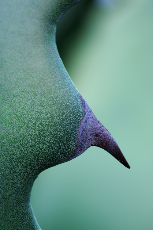 <b>4th</b><br>Agave Nude * by Adam Clutterbuck