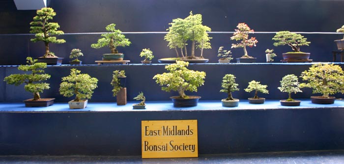 Bonsai Show