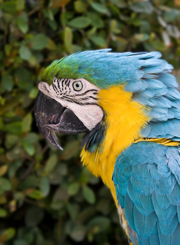Blue and Gold Macaw