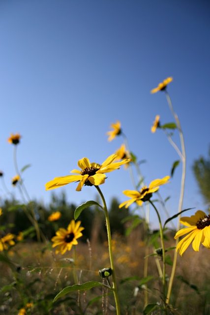 Summer Weeds