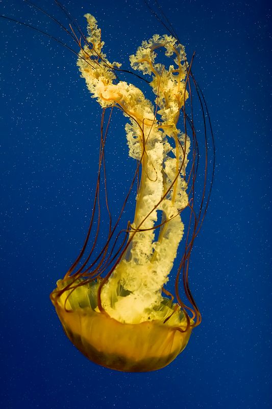 2nd: Jellyfish<br> by dylanbarnhart
