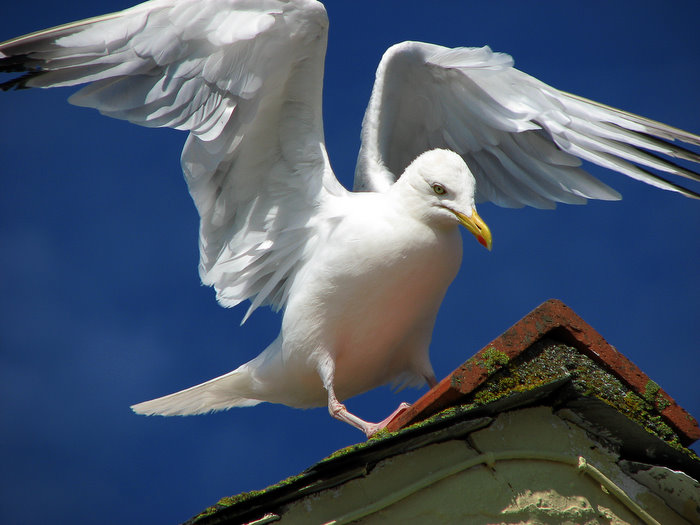 Gull