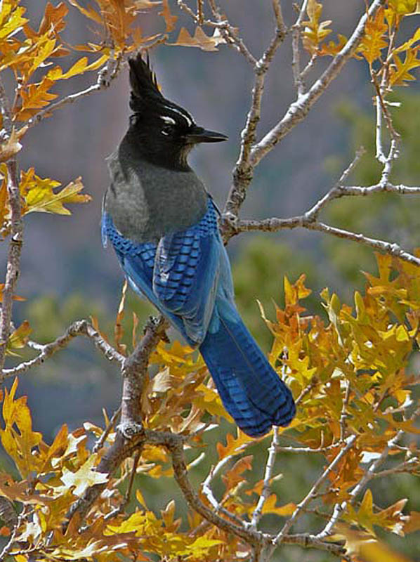 Blue Jay