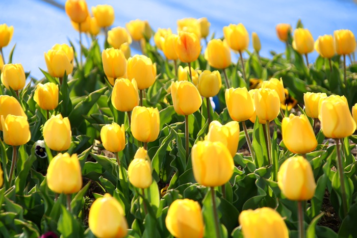 Taste of Spring