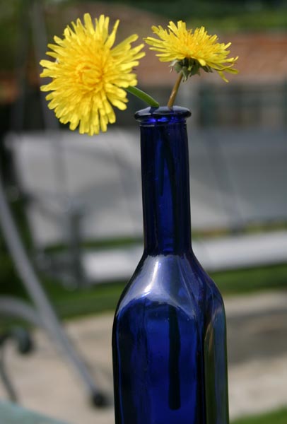 Dandylions in a blue bottle