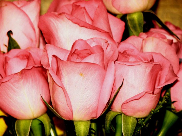 Roses