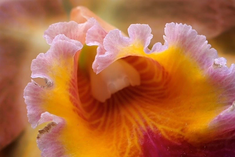 Floral Cave