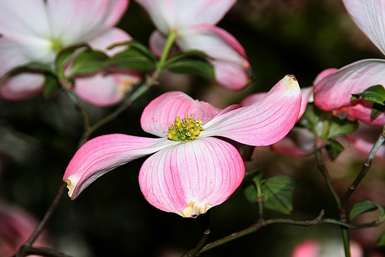 Pink Dogwood