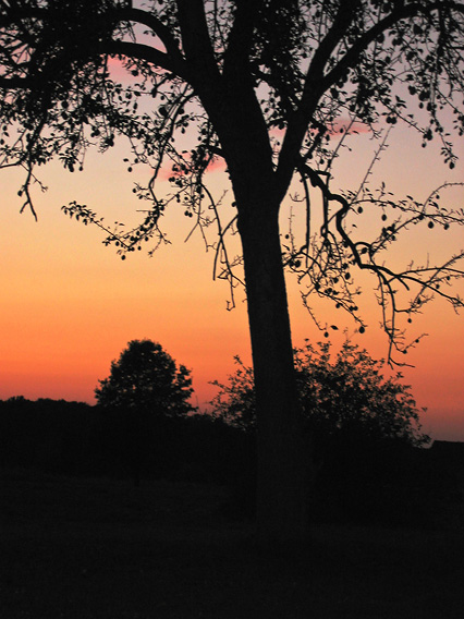Sunset tree