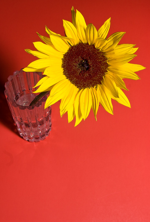 sunflower.in red